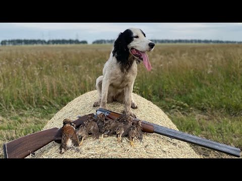 Видео: Из охоты на перепела в сезоне 2022 г. с русским охотничьим спаниелем Ар-Луной