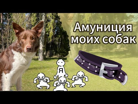 Видео: Ошейники, поводки, одежка и игрушки моих собак