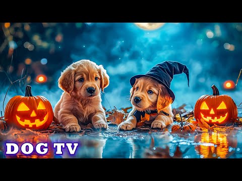 Видео: 12 часов ТВ для собак🐶Видео от тревоги для оставленных дома собак - Успокаивающее средство