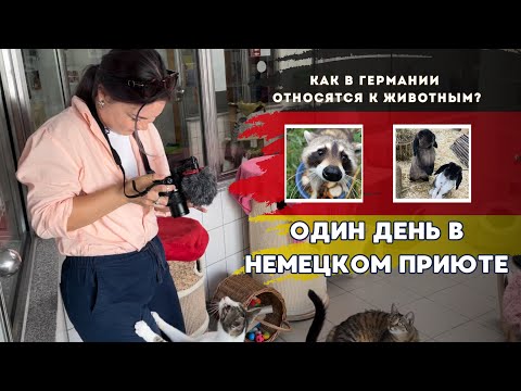 Видео: Почему в Германии нет бездомных животных?