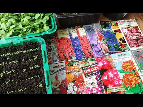 Видео: ПОСЕЙТЕ В ЯНВАРЕ ЭТИ ЦВЕТЫ, красивые и неприхотливые ДЛЯ САДА И ОГОРОДА