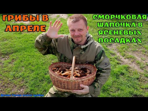Видео: Сморчковая шапочка в ясеневых посадках