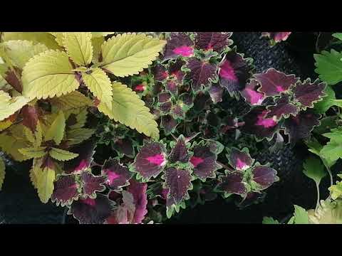 Видео: Когда высаживать колеусы