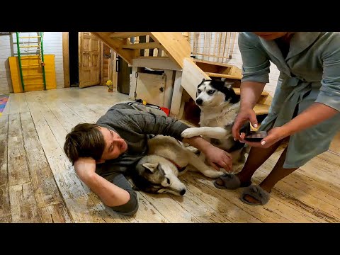 Видео: Основные причины для перехода с готового корма на натуралку , личный опыт 10 хаски.