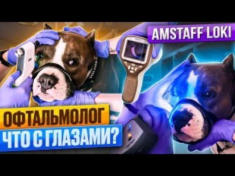 Видео: Амстафф Локи У Офтальмолога | Причина КРАСНЫХ Глаз | Amstaff Loki