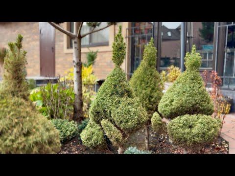 Видео: КАК НЕЗАМЕТНО УБРАТЬ ЛИШНЮЮ МАКУШКУ НА ЕЛИ “CONICA”? СТРИЖКА, МИНУС ПОДПИСЧИКИ, ПЛЮС СПОНСОР! 🎈