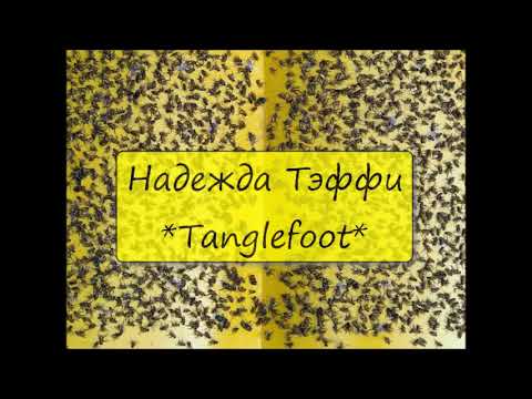 Видео: НАДЕЖДА ТЭФФИ - " TANGLEFOOT"