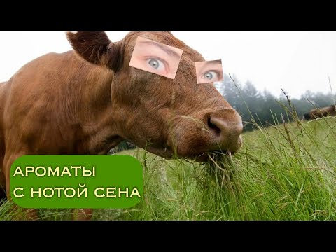 Видео: февральский сенокос