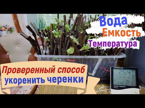 Видео: Виноград. Простое решение в укоренении черенков винограда.