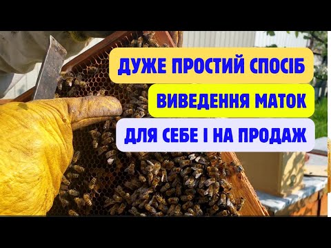 Видео: Виведення маток, весь процес від А до Я. Класичне виведення маток. Простий спосіб виведення маток!