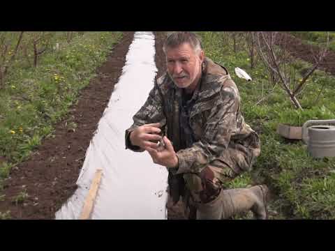 Видео: Фильм №451-Посадка томатов,посев огурцов в открыты грунт. Ответы на вопросы.