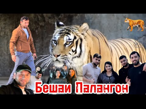 Видео: Бешаи Палангон, Тигровая Балка Точикистон