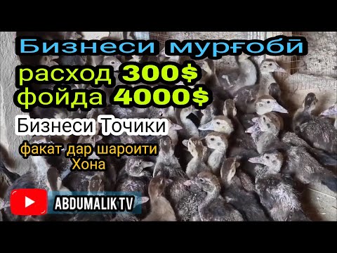 Видео: Бизнеси мурғобӣ аз 300$. то 1000$ фойда   мургоби