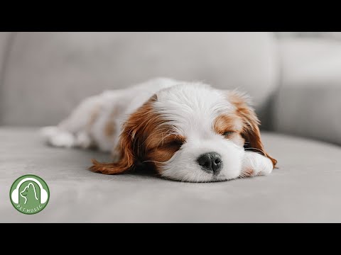Видео: Музыка, которая успокаивает собак🐶Музыка для снятия стресса, Музыка для сна