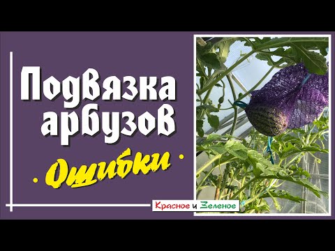 Видео: Ошибки при вертикальной подвязке арбузов