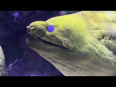 Видео: Монако. Океанариум в Монако. Медузы и Мурены. Monaco. France. Musée océanographique de Monaco