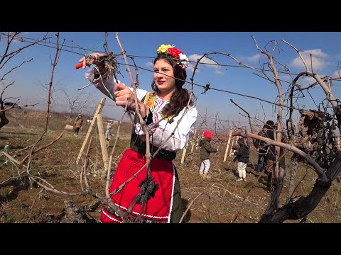 Видео: 2023 Трифон Зарезан в Брестовица, България - Честит празник