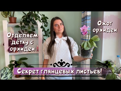 Видео: Секрет глянцевых листьев. Отделяем детку с орхидеи. Посадка детки. Ожог орхидеи.