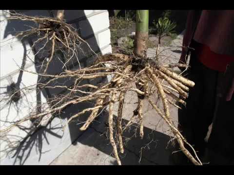 Видео: Черенкование Гибискуса БЕЗ ЧЕРЕНОЧНИКА . Цветущий саженец за 2 с половиной месяца - проще  простого