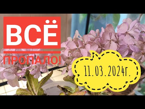 Видео: Всё пошло не по плану/Сильно пострадала рассада😱#влог#дача#огород#сибирь#цветы#село#рассада#перец