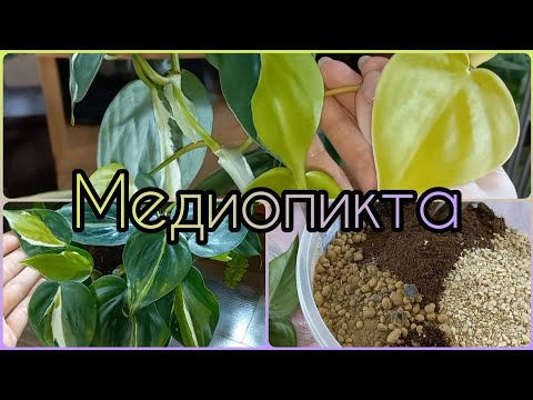 Видео: Мутирует Филодендрон🌱Попытаюсь сохранить яркую веточку🌸Полное омоложение🌱Грунт🌱Медиопикта🌸Бразил