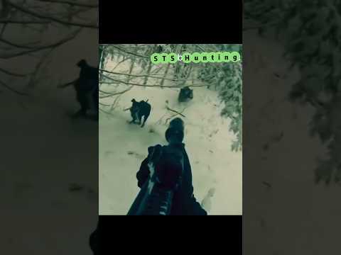 Видео: кабан 🐗 Охота в снегу ❄️ о