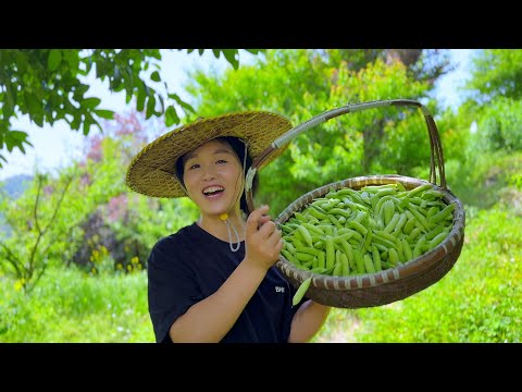 Видео: Возьмите большую корзину бобов и съешьте по большой тарелке на человека, нежной и вкусной.