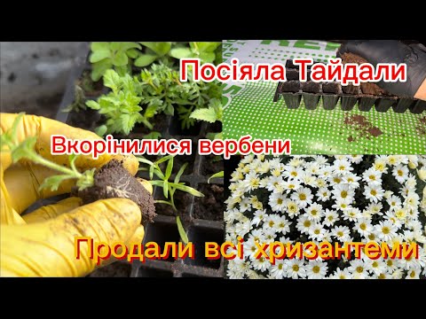 Видео: Квітковий день, посіяла Тайдали, пересадила вербну, допродали хризантеми. 