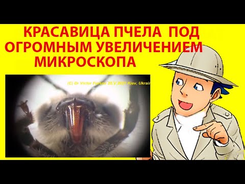 Видео: Медоносная Пчела Под Микроскопом: Как Покормить и Напоить Пчелу Под Микроскопом?