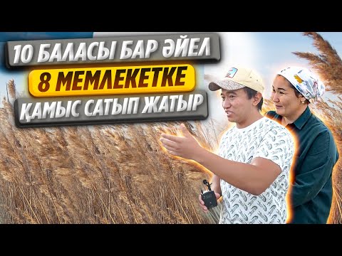 Видео: Бүкіл Қазақстанның ҚАМЫСТАРЫН сатып аламыз! Дания, Германия т.б. Еуропа мемлекеттеріне сатамыз.