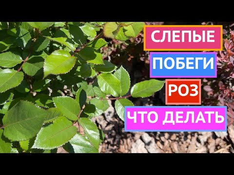 Видео: ЧТО ДЕЛАТЬ СО СЛЕПЫМИ ПОБЕГАМИ РОЗ!