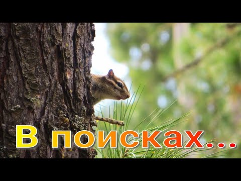 Видео: Несколько дней по тайге в поисках медведя потерял собак их остановила река марафон по горельнику