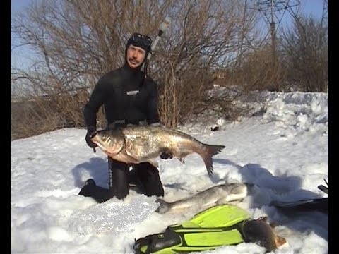 Видео: Зимняя охота на водохранилищах ч.2 / Подводная охота Александр Кочубей