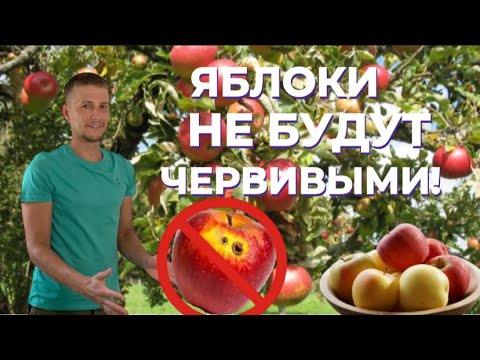 Видео: Средство от червивых яблок? Как справиться с яблонной плодожоркой?