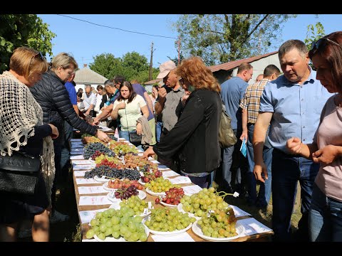 Видео: Коллаж о встрече виноградарей 12.09.2020