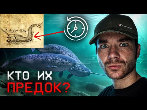 Видео: Что нашли на пропавшем корабле? | Кого боится нарвал? | Что значит красная вода? | РазМИШления