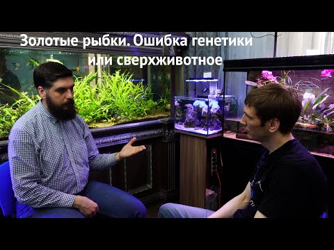 Видео: Золотые рыбки. Ошибка генетики или сверхживотное