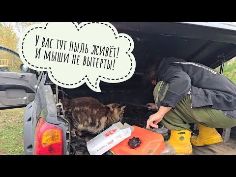 Видео: День в тумане. Кошка Морошка дружит Треугольного кота. Гости привезли странных растений. Сова УГУ