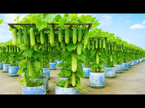 Видео: Творческий подход: выращиваем тонны огурцов в старых контейнерах
