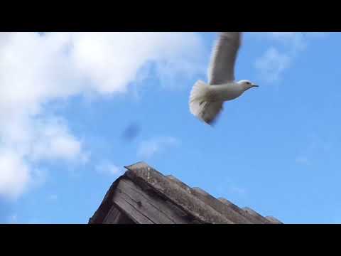 Видео: Чайки Весьегонска. 4 серия: Забота о потомстве