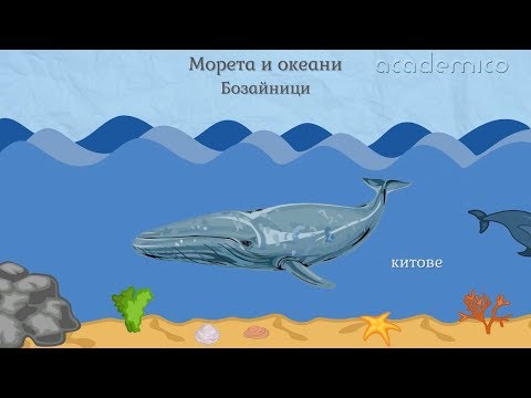 Видео: Животът във водата - Човекът и природата 3 клас | academico