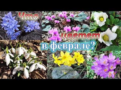 Видео: Февральские цветы. Что цветет в моем саду в конце зимы.