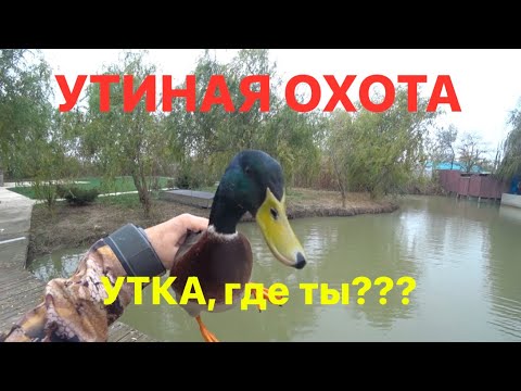 Видео: УТИНАЯ ОХОТА / УТКА! ГДЕ ТЫ??? твою дивизию..