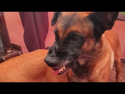 Видео: Бабушка в ударе. Ночные страхи! #malinois #malinoismonday #malinoispower #camping  