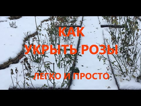 Видео: Надёжный способ укрытия роз без проблем и хлопот. A Reliable Method of Covering Roses. (English sub)