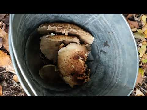 Видео: Поход в посадку, осень.