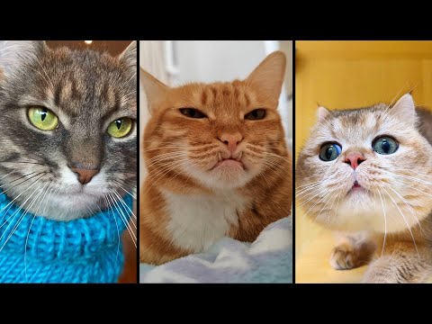 Видео: Cute and funny CATS.🐱 And Some Just Interesting Moments.😻Videos🔶 Сompilation # 4🔶