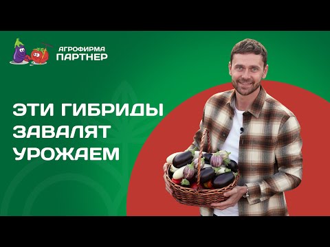 Видео: ПЕРЦЫ И БАКЛАЖАНЫ, КОТОРЫЕ ТОЧНО НЕ ПОДВЕДУТ!