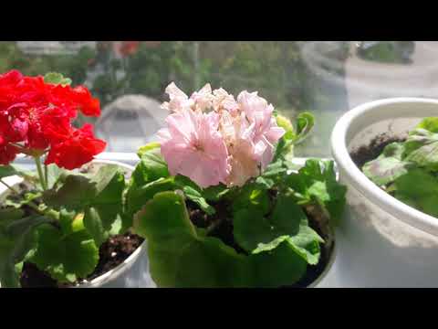 Видео: "Как долго я тебя ждала..." цветение🌹🌸🌺 Что цветет, что зацветает, что бутонится?🌻🌼