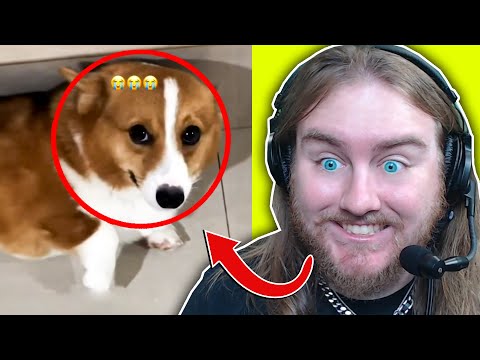 Видео: Мемы, которые заставят вас смеяться